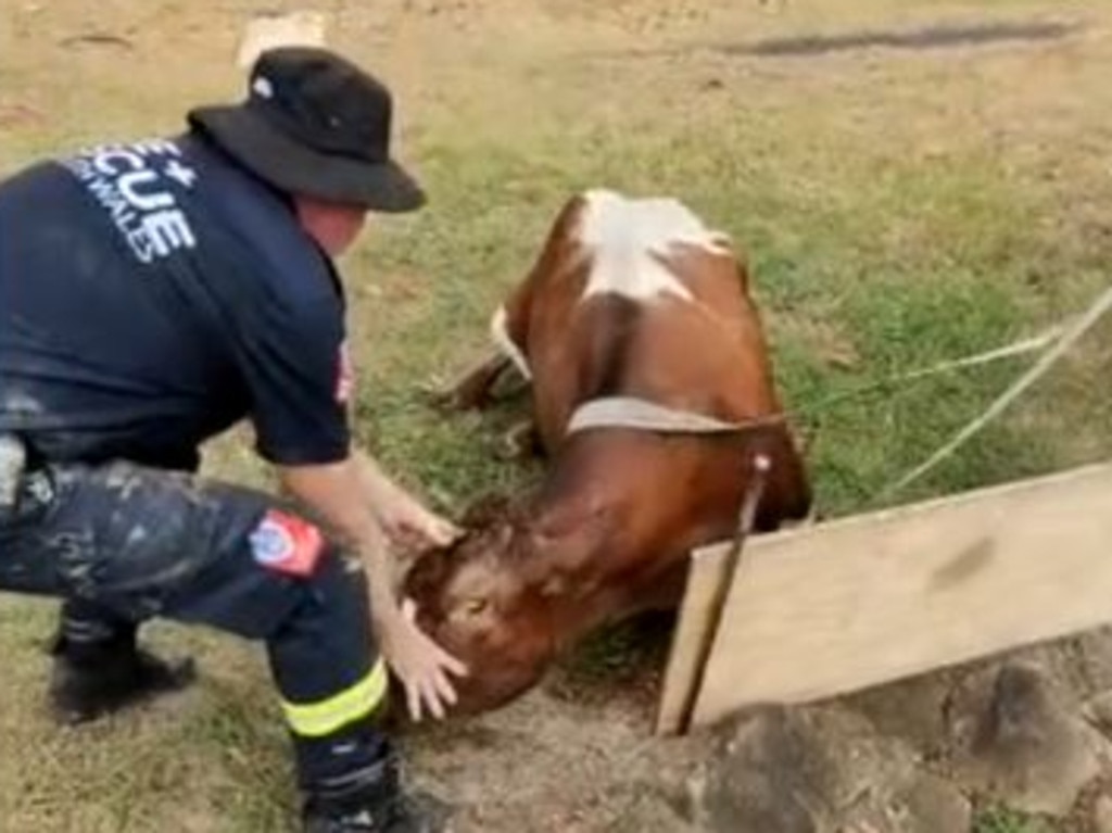 Firefighters remained with the cow, concerned she would not recover from the incident.