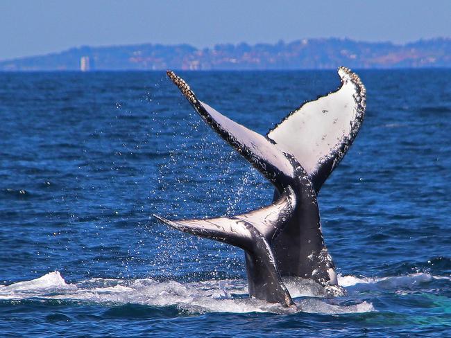 A mother and calf pictured off the Gold Coast. Picture:David Robertson/ Sea World Whale Watch