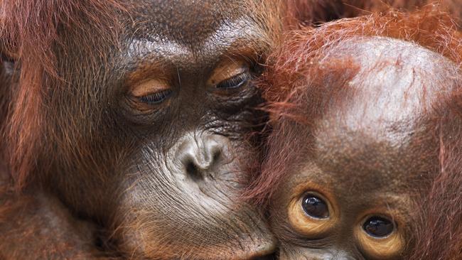 What's at Stake in Borneo, Mama and baby orangutan at Camp …