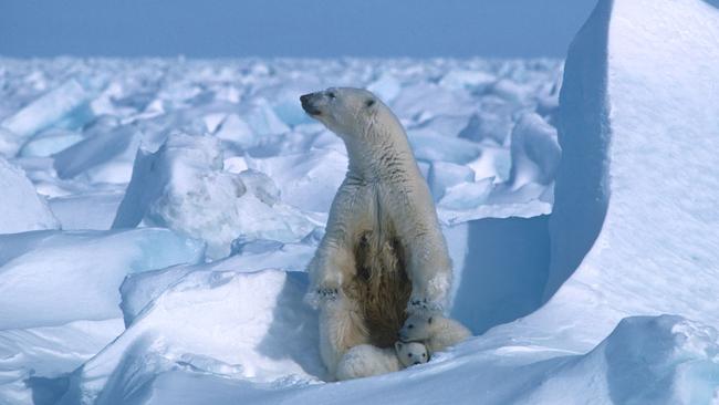 A sale process for Santos’ Pikka project in Alaska has been running for some time. Picture: AFP/Polar Bears International/Steven C. Amstrup