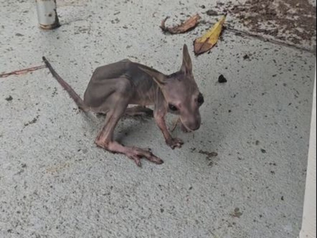 A tiny joey has been rescued after losing its mother in the North Queensland floods. Picture: Grace Vigar