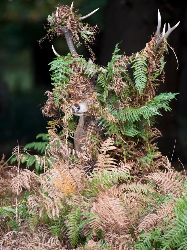 Photographer Mike Rowe’s entry, titled Deer – What Deer. It was recognised in the Highly Commended Winners. Picture: Mike Rowe