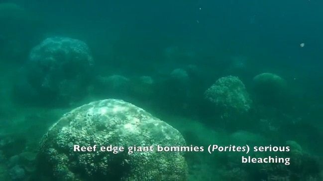 Coral bleaching off Magnetic Island