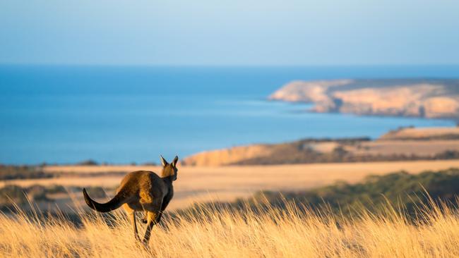 Kingscote on Kangaroo Island remained popular with holiday makers. Picture: Ben Goode