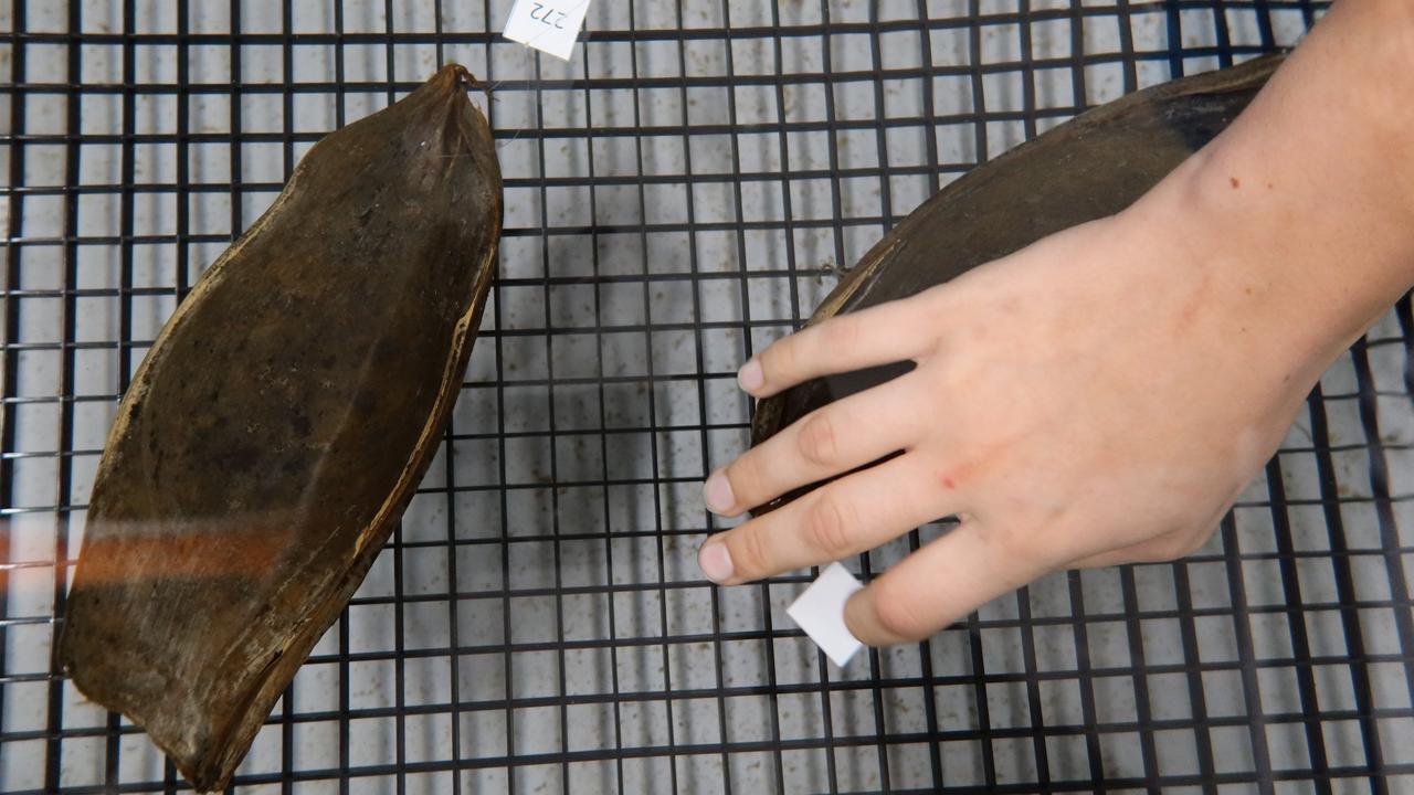 Zebra Shark eggs ahead of shipping. Picture: Indo Pacific Films