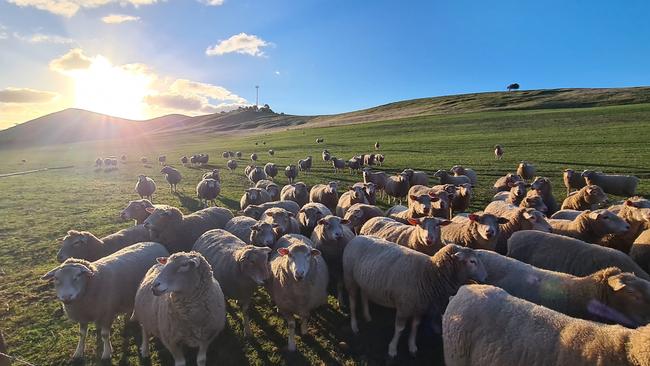 The sun sets on another busy day at Curringa Farm, in Hamilton, in the Derwent Valley.