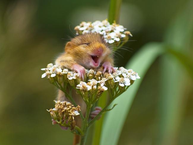 A baby bormouse (Muscardinus avellanarius) pictured in Monticelli Brusati, Italy. Picture: Andrea Zampatti/Barcroft Images