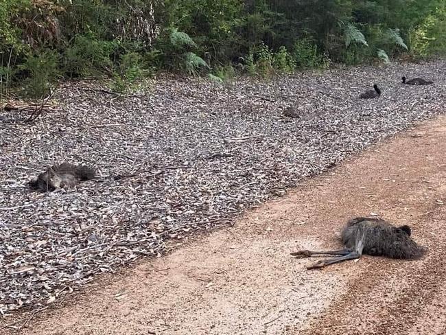 Five emu chicks have been left to die on an outback road in disturbing scenes, with members of a rural community furious.