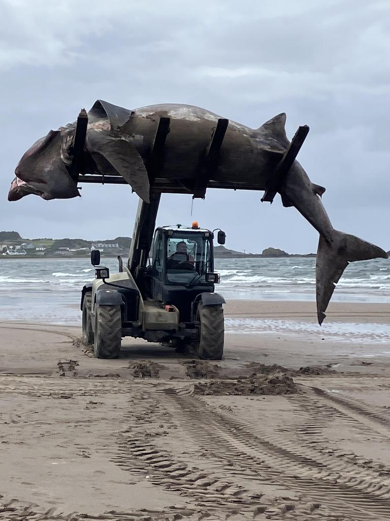 A forklift was needed to haul the massive shark off the shore. Picture: Jam Press/Yolanda McCall