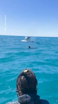 Humpback whales get close in WA