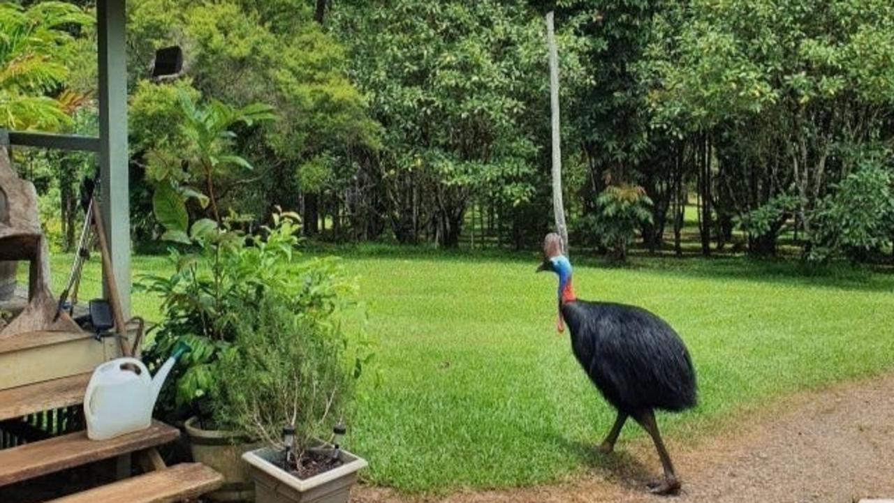 ‘Natural spas’: Rainforest retreat has orchard and free cassowaries