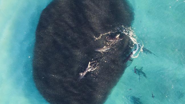 A huge bait ball attracted the hundreds of sharks. Pictures: Diimex / Sean Scott