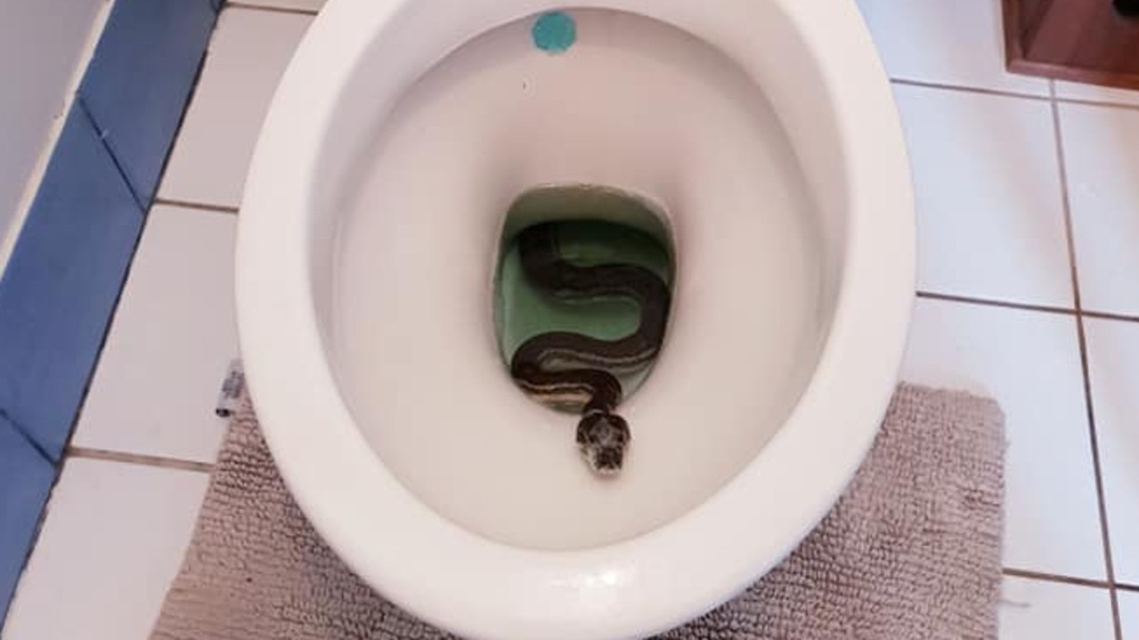 Brisbane Snakes: What To Do If You Find A Snake In A Toilet | The ...