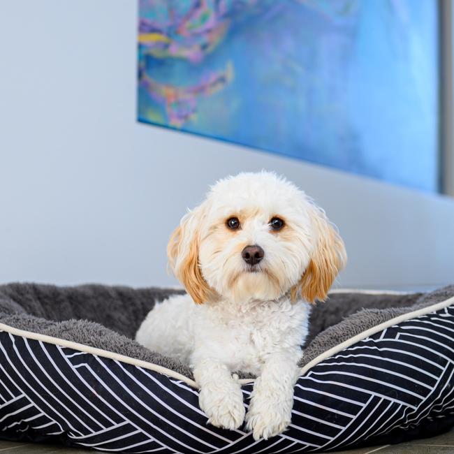 Cosmo of Kellyville, just chilling on a Sunday arvo. Picture: Jainash Prakash