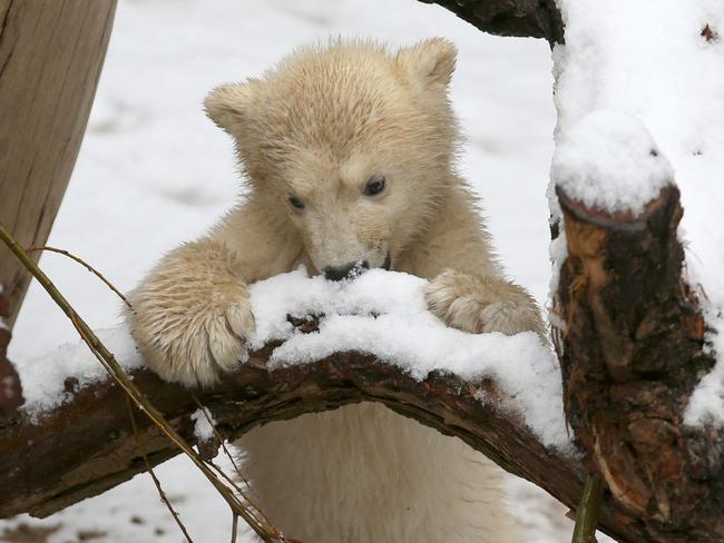 Adorable ... Fiete plays with snow. Picture: AFP