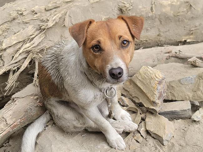 Jack Russell terrier, Wilson, is helping rescuers locate victims of the Taiwan earthquake. Picture AFP