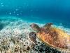 Stunning underwater pic hides huge problem
