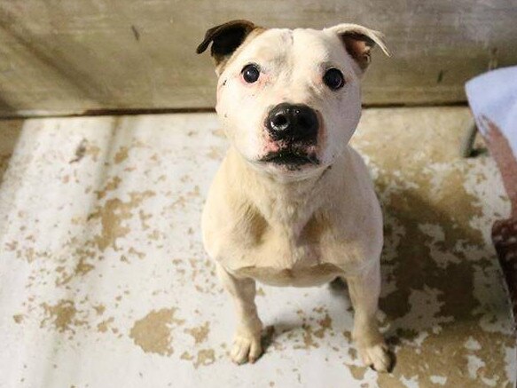 An abandoned dog placed into the care of Animal Welfare League NSW volunteers. Picture: Animal Welfare League NSW Dubbo