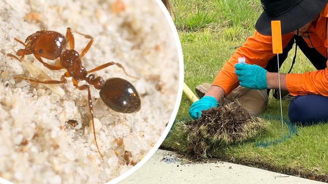 The invasive imported red fire ant has been detected in Northern NSW for the first time.