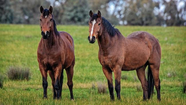 Authorities were shocked at what they discovered. Picture: iStock