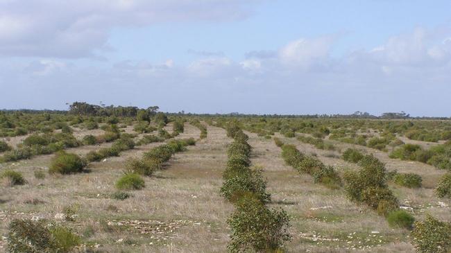 Revegetation in Dakalanta Wildlife Sanctuary.