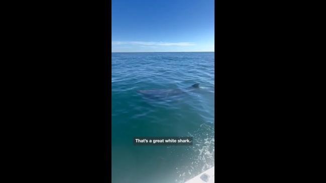 School of sharks circle couple on boat