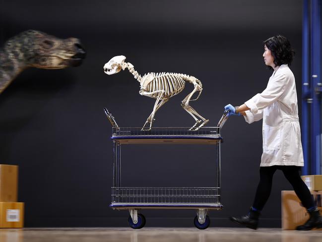 Assistant conservator Kyra Kim packs up skeletons to put into storage ahead of the museum closure. Picture: Sam Ruttyn