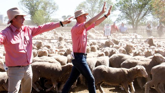 Auctioneers work hard for bids at the Hay sheep sale.