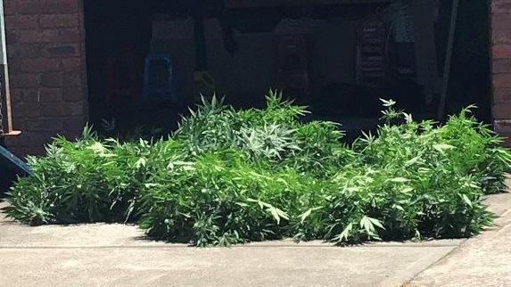 Cannabis plants sit in the driveway of a home raided by Brimbank CIU. Picture: Victoria Police