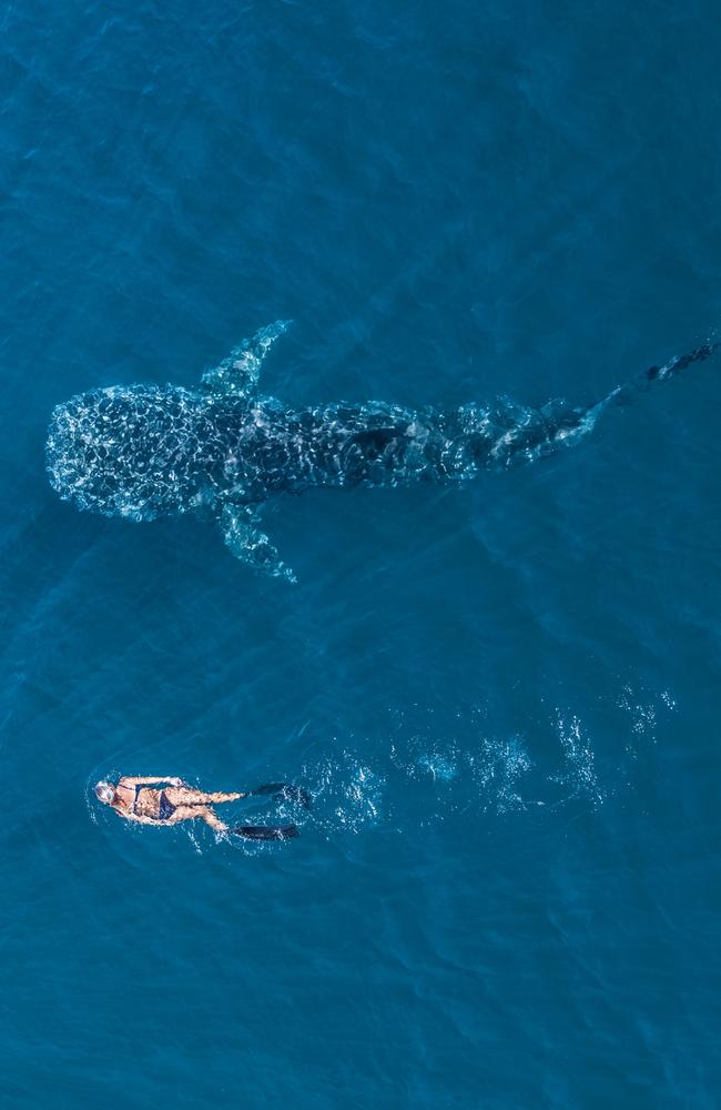 Mark Ferguson of Exmouth Dive and Whalesharks Ningaloo said what sets them apart is that he can almost guarantee an encounter. Picture: Tourism Australia