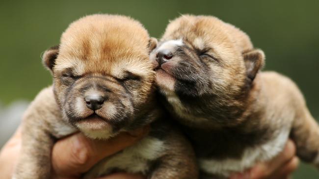 Dingo puppies sale