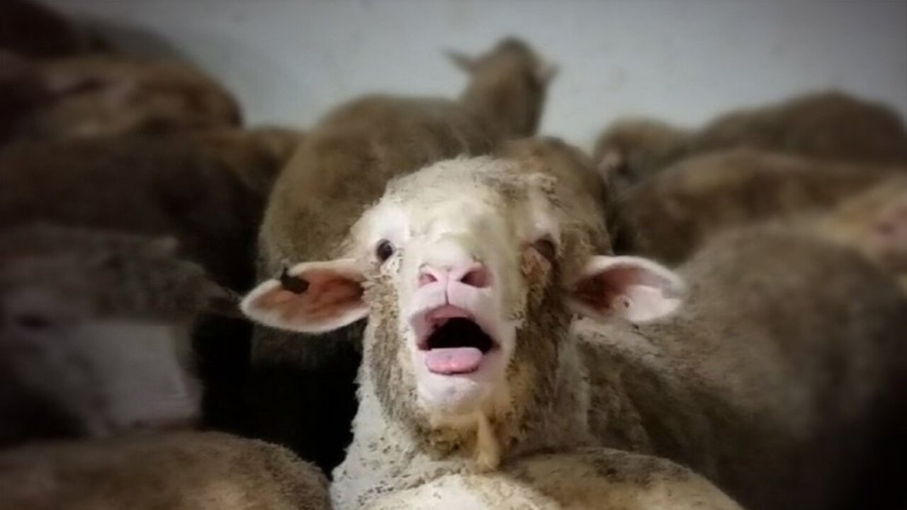Live sheep export ban an ‘anti-Western Australian’ piece of legislation