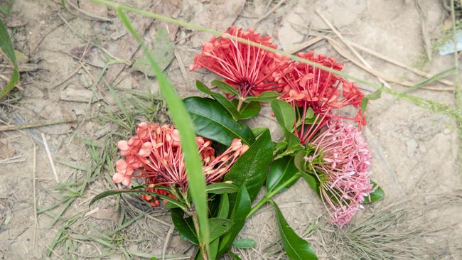 Community members have left flowers where the man died on the banks of the Coomera River in Maudsland. Picture: Glenn Campbell.