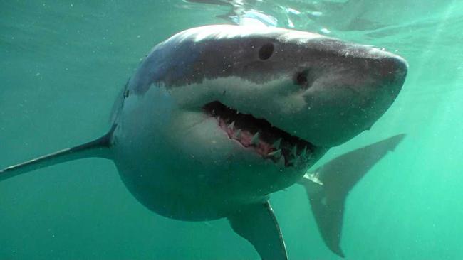 A great white shark. Picture: CLINTON DUFFY