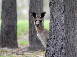 Men of League Foundation golf day at Hervey Bay Golf Club - spectator at the 8th. Picture: Alistair Brightman