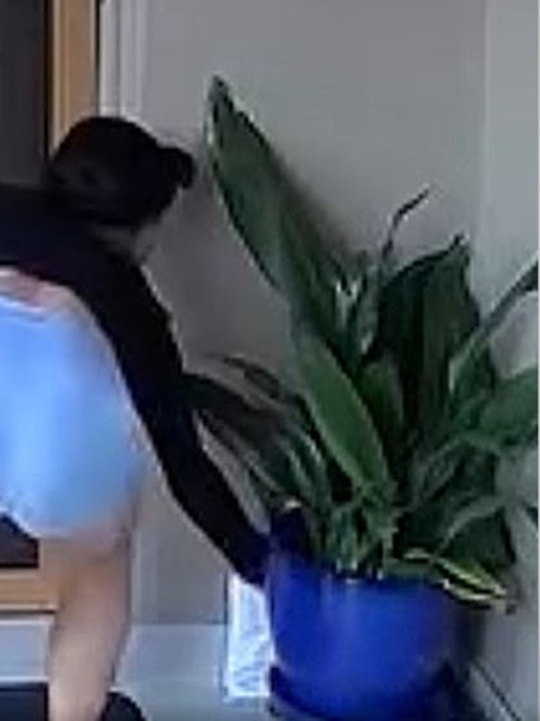 The woman was seen reaching for a white package behind a pot plant. Picture: Facebook/Councillor Nathan Zamprogno