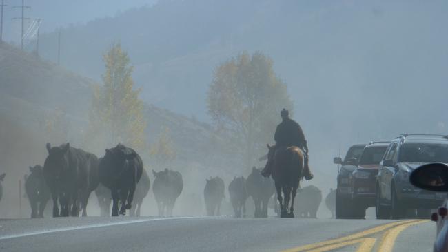 A cowboy herds his cattle near Jackson Hole Wyoming. Picture: Campbell Brodie