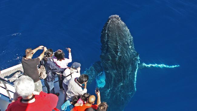 Tourism Industry Minister Kate Jones has backed calls to have an annual whale watching festival on the Gold Coast.