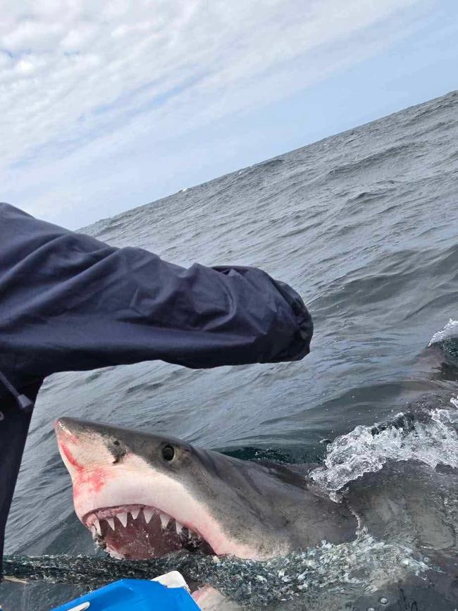 Fishermen last week reported Great White Sharks swimming up to their boat in the same part of the ocean where a man went missing on Sunday. Picture: Facebook