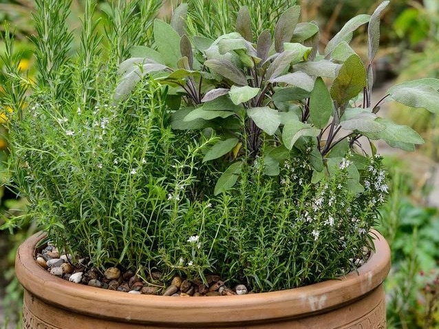 Herbs in Pot. Source: supplied