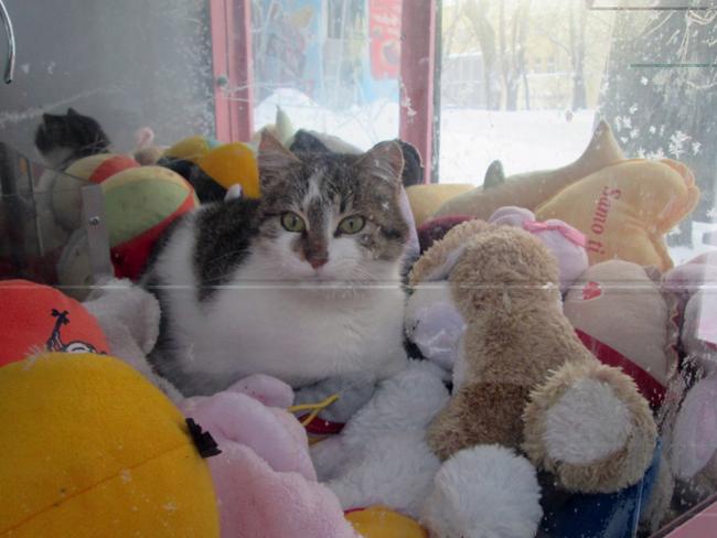 A happy cat relaxing in a claw machine.           