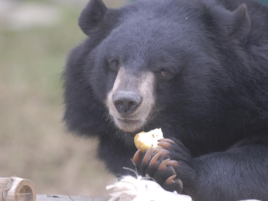 An Asian black bear made its way to the Fukushima softball venue. Picture: Trevor Paddenburg