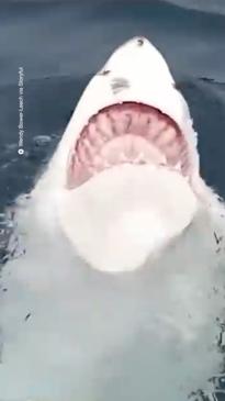 Tourists stunned by shark's strange behaviour