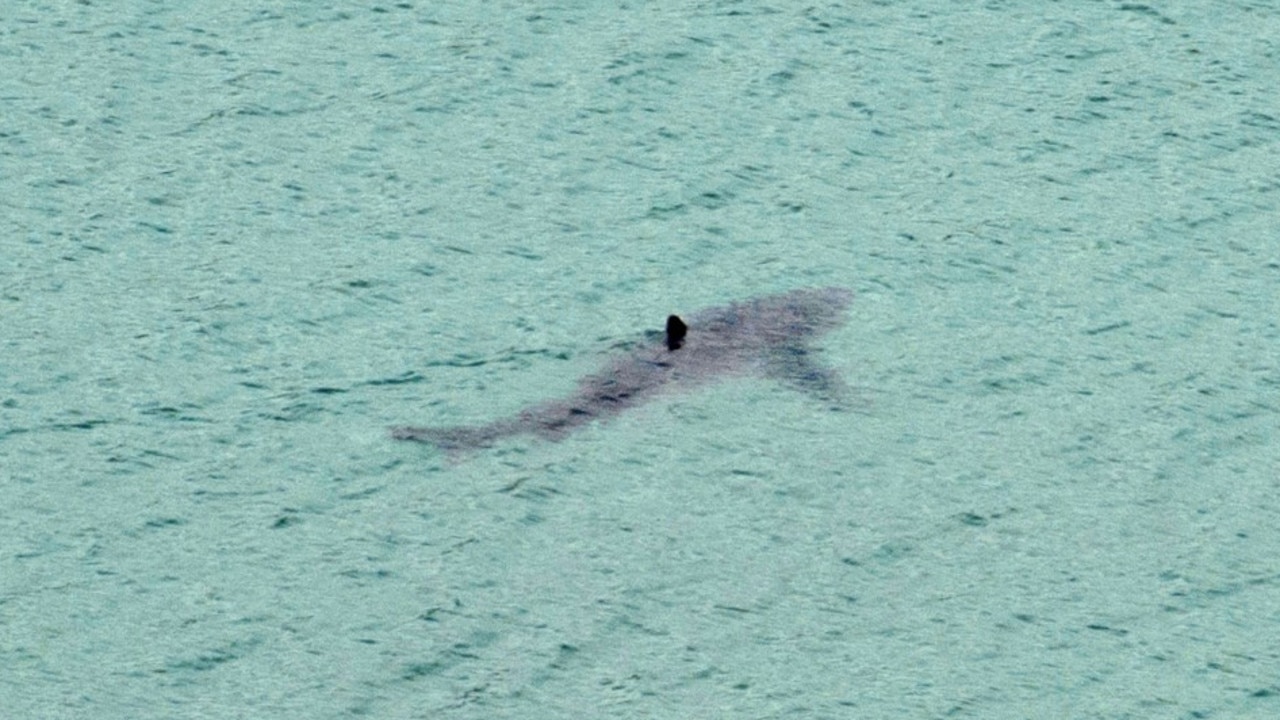 1770 shark attack: Swimmer 'very seriously injured' after shark mauls his  leg at remote Queensland beach