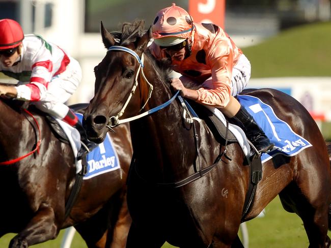 Racehorse Black Caviar ridden by jockey Luke Nolen winning race 5, TJ Smith Stakes at Royal Randwick Racecourse in Sydney.