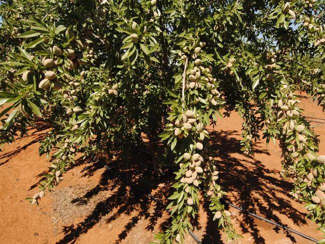 This almond, cropping and irrigation property at Warrawidgee is for sale.