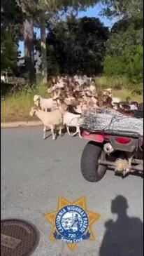 Highway Patrol Clears Dozens of Goats Blocking California Road