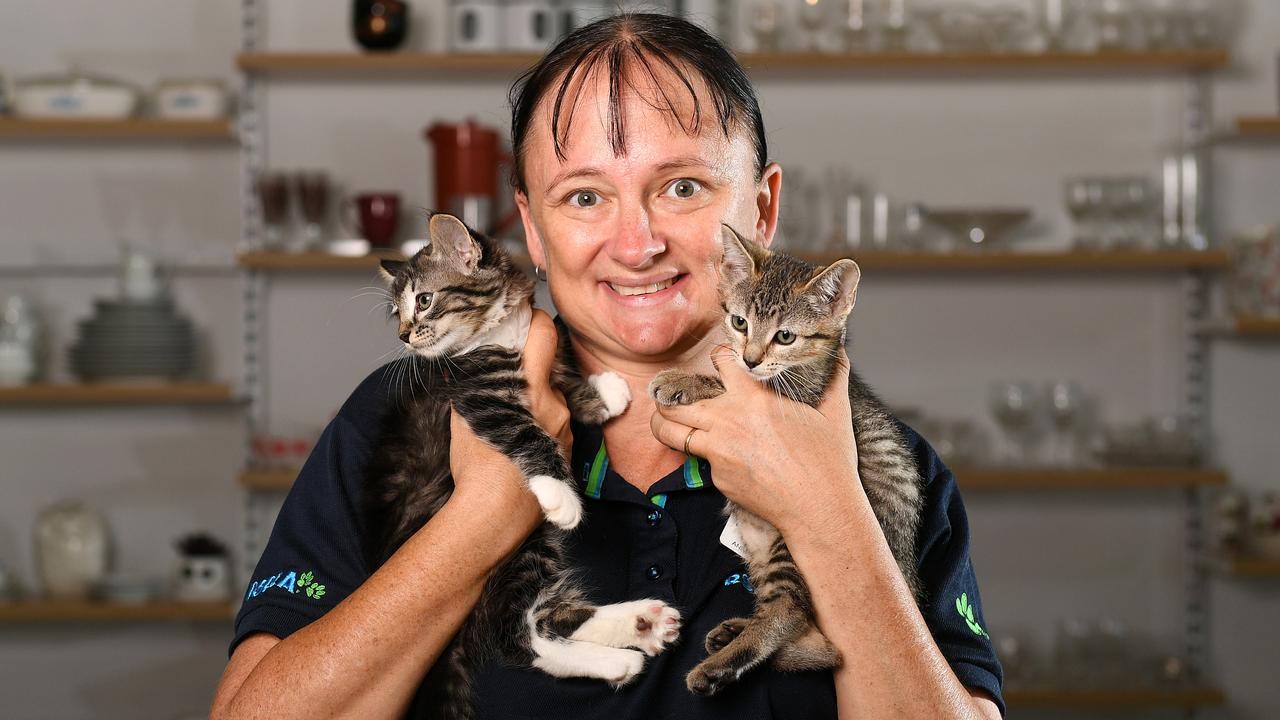 RSPCA returns to Townsville with West End Op Shop offering cat