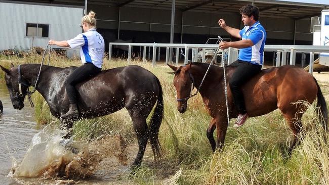 Polo ponies Bubblegum and Angel are guaranteed to have long careers.