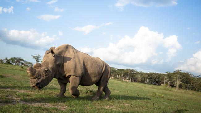 KENYA, Laikipia: In a photograph taken 22 May 2015 by the Kenyan Ministry of East African Affairs, Commerce and Tourism (MEAACT) and made available 25 May, Commerce and Tourism, ‘Sudan’, the world’s last remaining male northern white rhino is seen at Ol Pejeta Conservancy, a 90,000-acre conservancy in central Kenya which has made great strides in protecting and increasing rhino populations in Kenya. US-born model and Bollywood actress Nagris Fakhri (not seen) was in the East African country to help raise awareness and support around conservation efforts to save rhinos from extinction. MEAACT PHOTO / STUART PRICE.